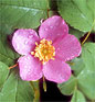 Alberta, Canada Official Flower - Wild Rose