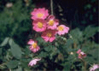 Iowa State Flower