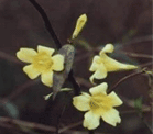 South Carolina State Flower